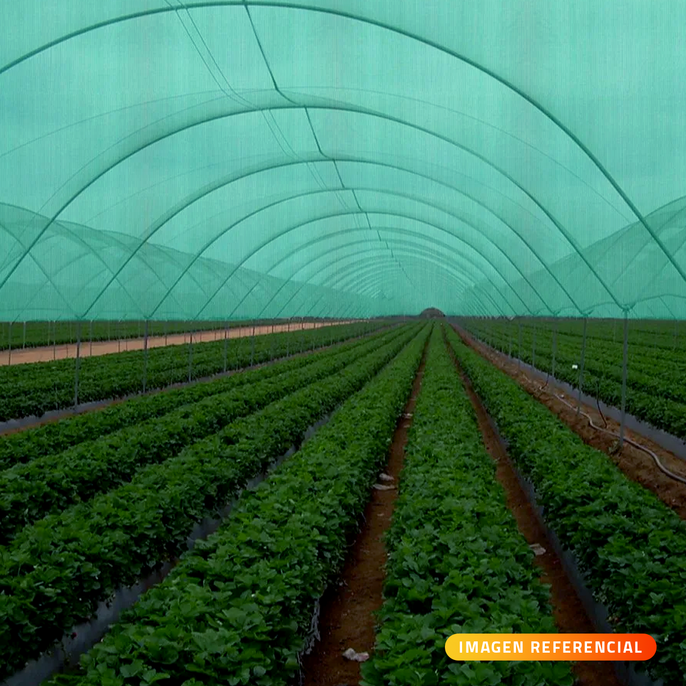 MALLA MEDIA SOMBRA 80% 4,2MTX100MT VERDE
